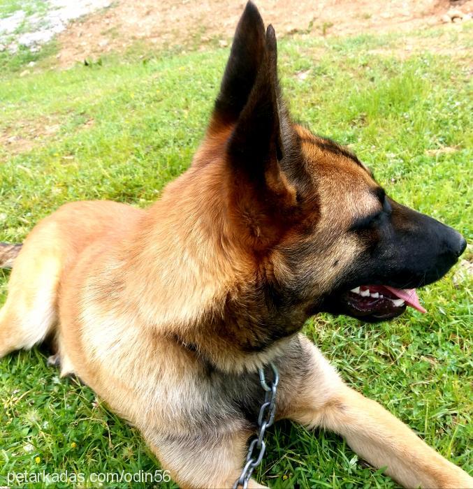 odin Erkek Belçika Malinois