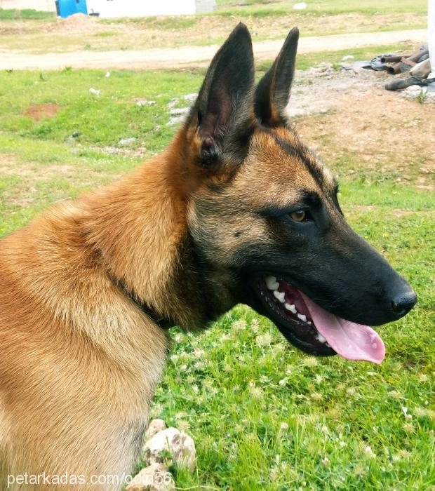 odin Erkek Belçika Malinois