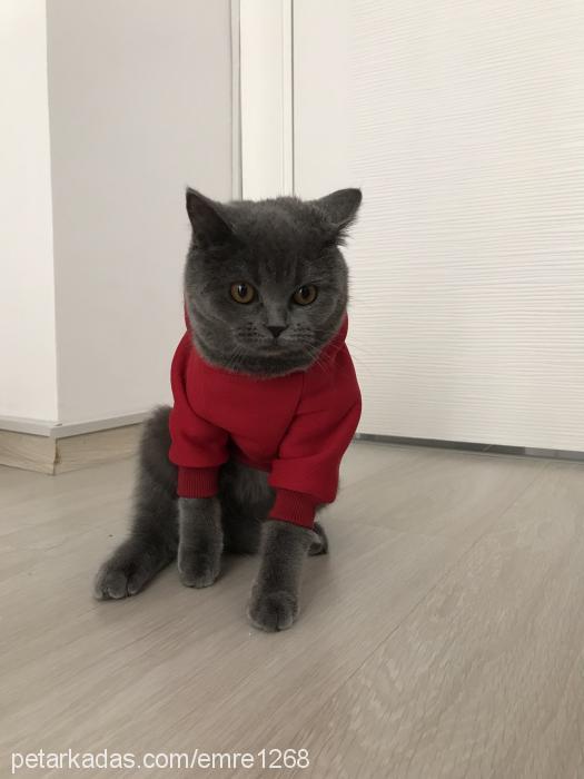 leyla Dişi British Shorthair