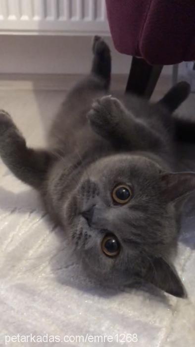 leyla Dişi British Shorthair