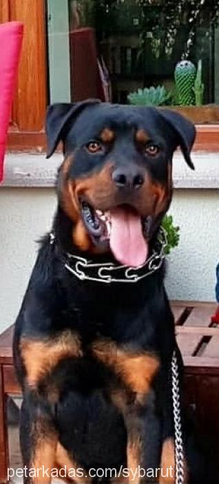 barut Erkek Rottweiler