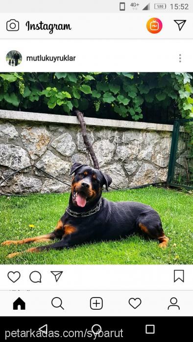 barut Erkek Rottweiler