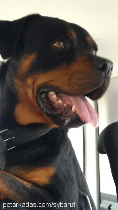 barut Erkek Rottweiler