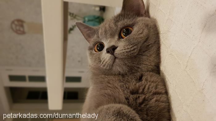 duman Dişi British Shorthair