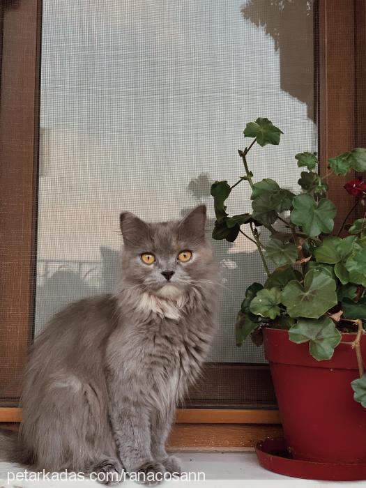 bastet Dişi British Shorthair