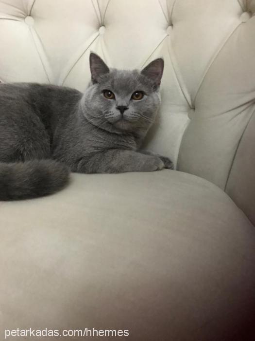 hermes Erkek British Shorthair