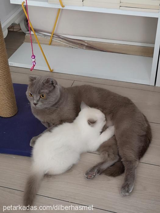 Çeltik Dişi British Shorthair