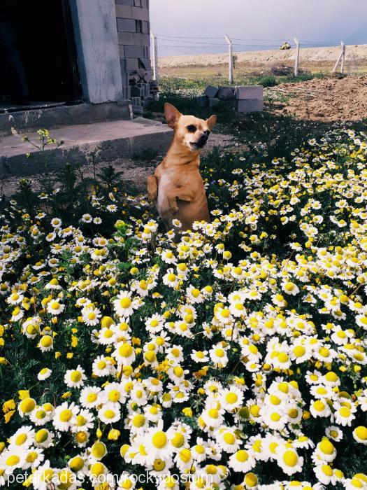 rocky Erkek Chihuahua