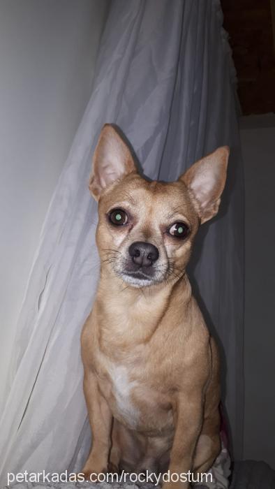 rocky Erkek Chihuahua