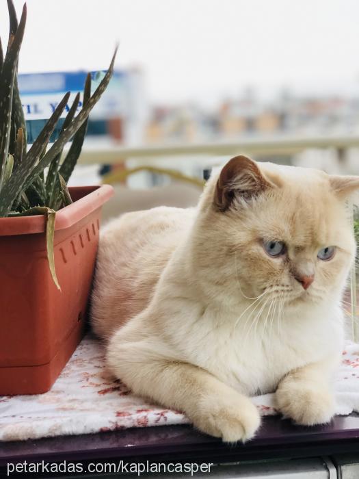 casper Erkek British Shorthair