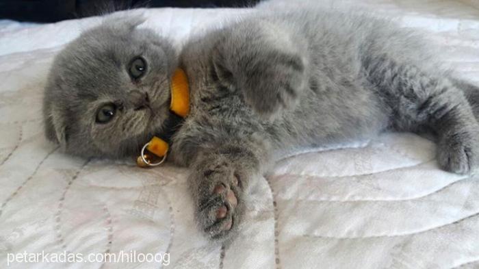 dolunay Erkek Scottish Fold