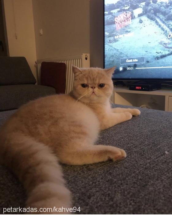 nohut Dişi Exotic Shorthair