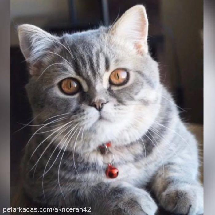 ceku Erkek British Shorthair