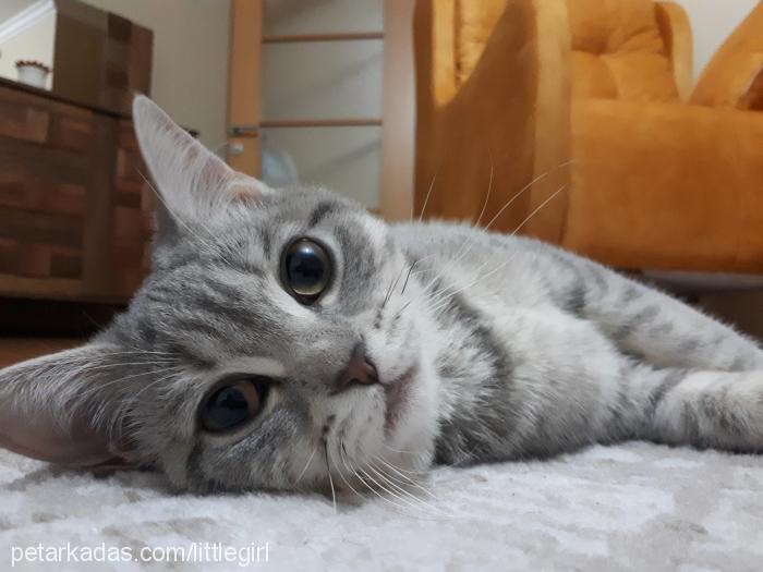 lucy Dişi British Shorthair