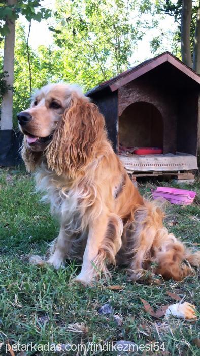 fındık Erkek İngiliz Cocker Spaniel