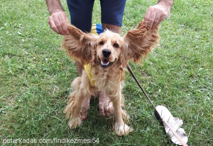 fındık Erkek İngiliz Cocker Spaniel