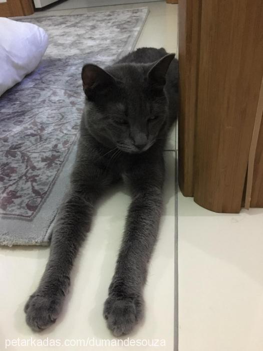 dumandesouza Erkek Brazilian Shorthair