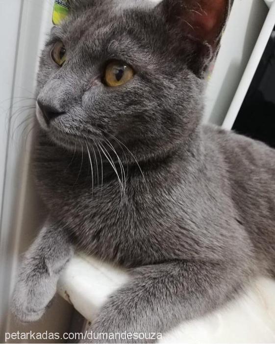 dumandesouza Erkek Brazilian Shorthair