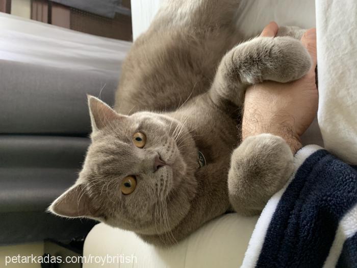 roy Erkek British Shorthair