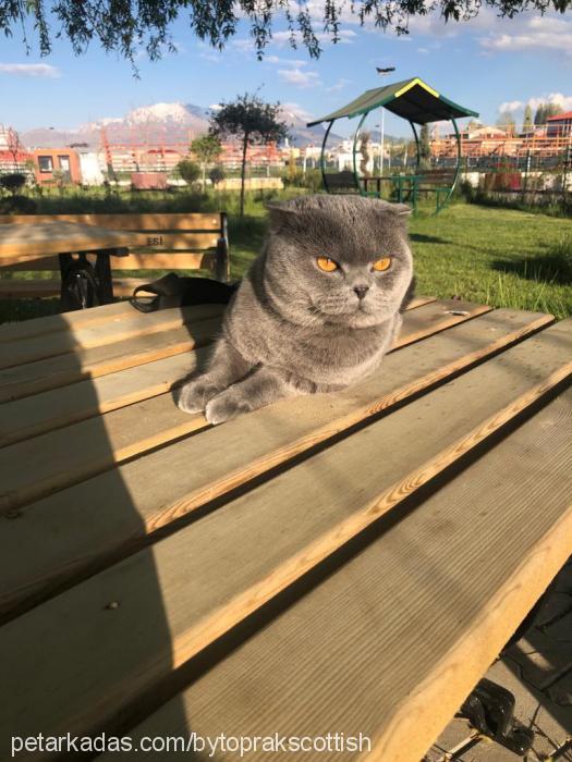 toprak Erkek Scottish Fold