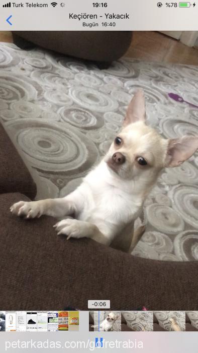 gofret Erkek Chihuahua