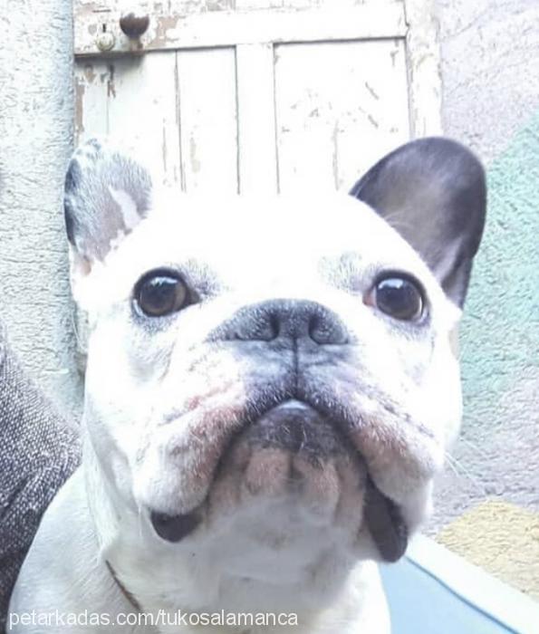 tuko Erkek Fransız Bulldog