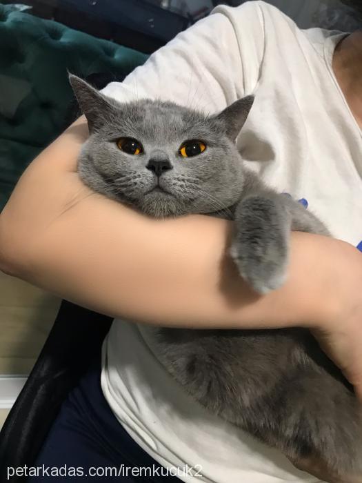 mırmırsu Dişi British Shorthair