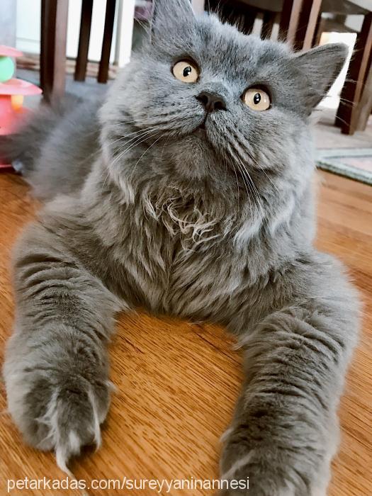 süreyya Dişi British Shorthair