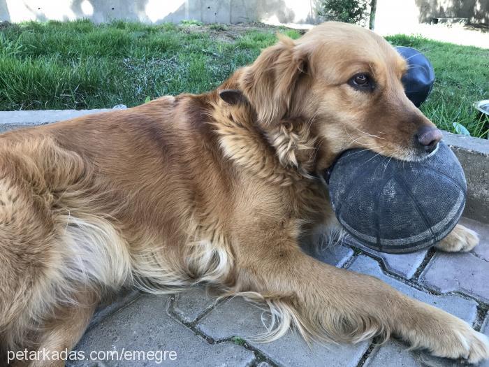 lady Dişi Golden Retriever