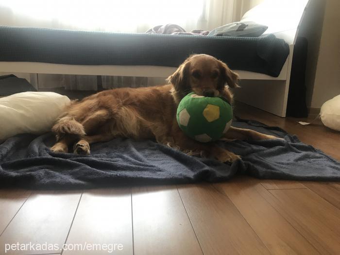 lady Dişi Golden Retriever