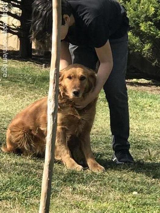 lady Dişi Golden Retriever