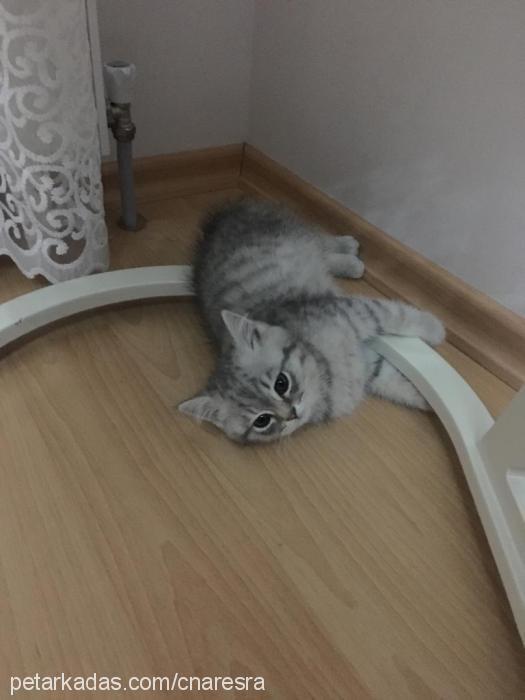 bulut Erkek British Shorthair