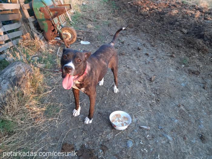 prenses Dişi Amerikan Pitbull Terrier