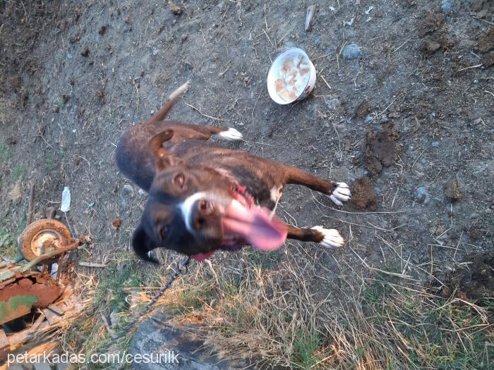 prenses Dişi Amerikan Pitbull Terrier