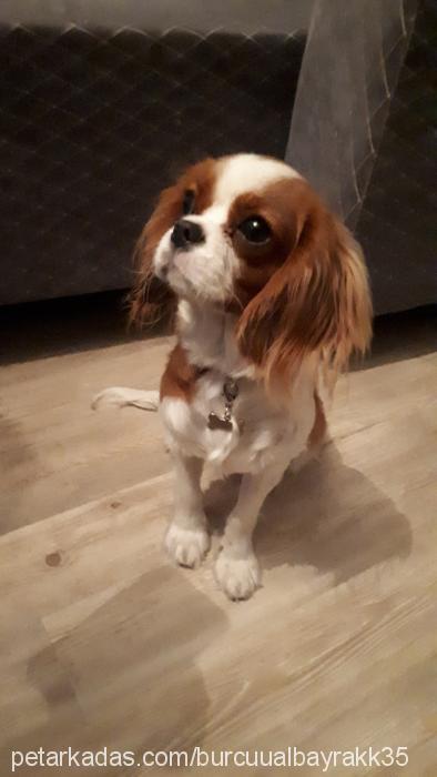 mira Dişi Cavalier King Charles Spanieli