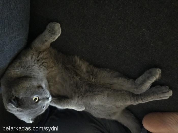 fışı Erkek Scottish Fold