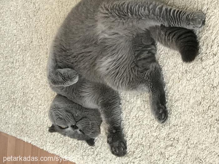 fışı Erkek Scottish Fold