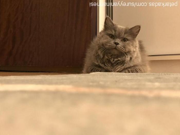 süreyya Dişi British Shorthair