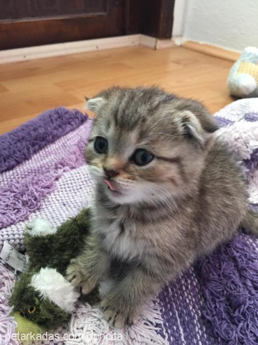 ponçik Erkek Scottish Fold