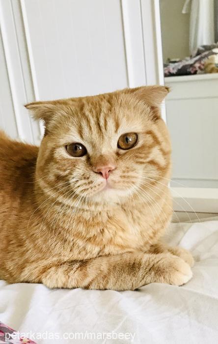 mars Erkek Scottish Fold