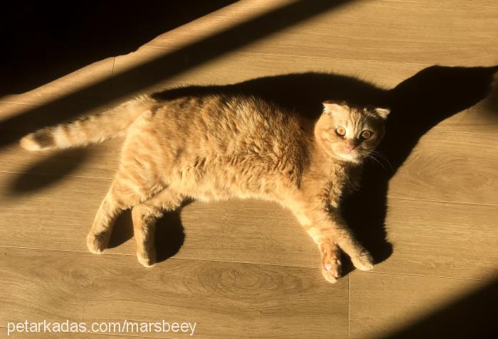 mars Erkek Scottish Fold