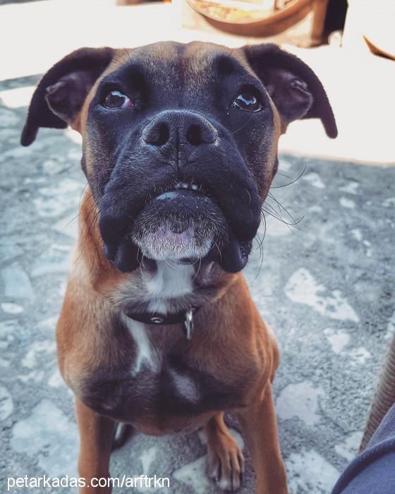 Şans Erkek Boxer