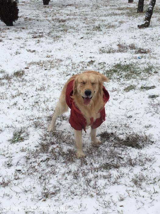 mars Erkek Golden Retriever