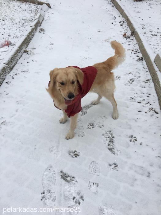 mars Erkek Golden Retriever