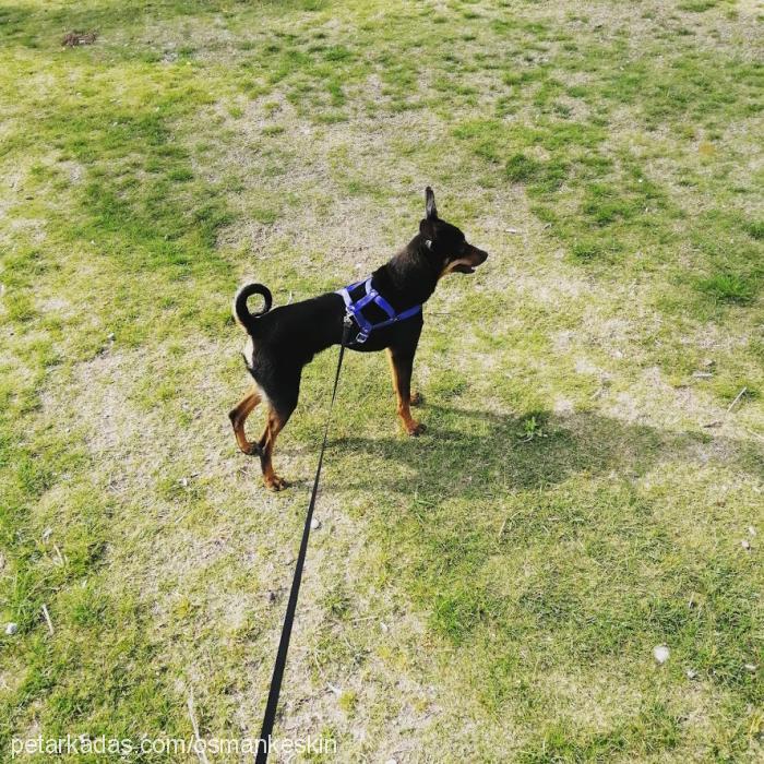 mexx Erkek Minyatür Pinscher