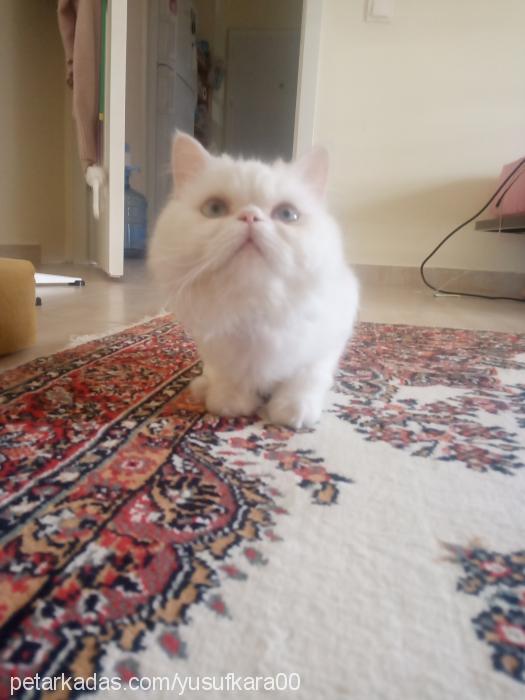 sütlaç Dişi Exotic Shorthair