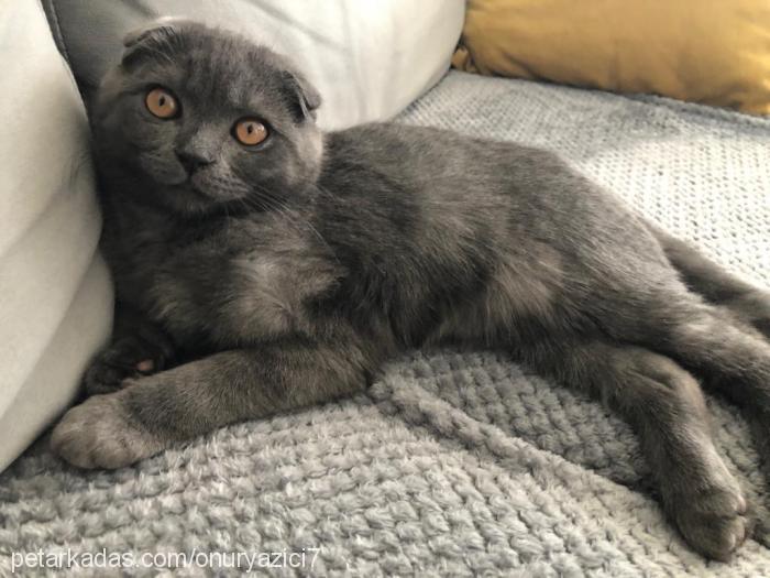 kota Erkek Scottish Fold