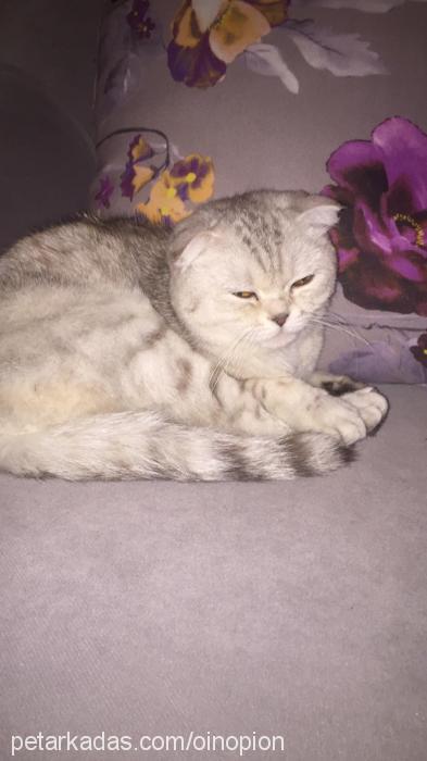 puding Dişi British Shorthair