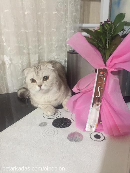 puding Dişi British Shorthair