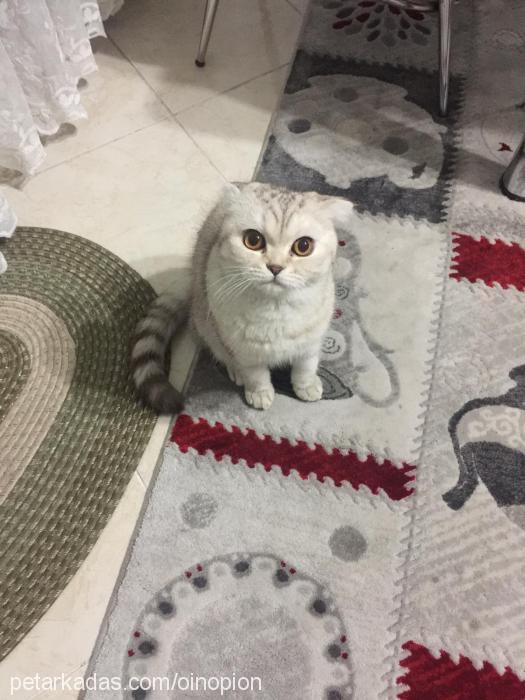 puding Dişi British Shorthair